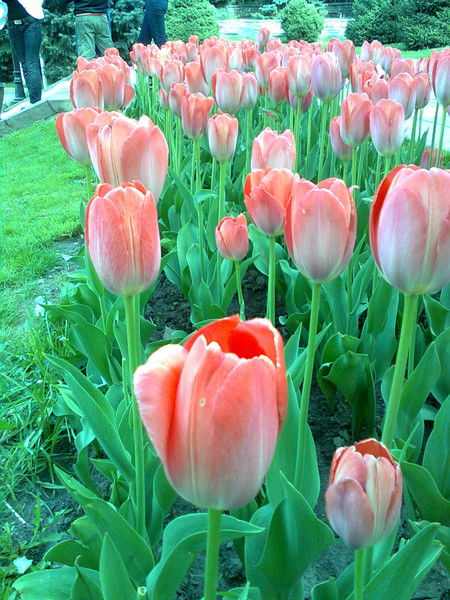 Жаннета Сатова