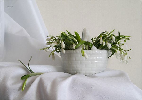 Елена Коркунова