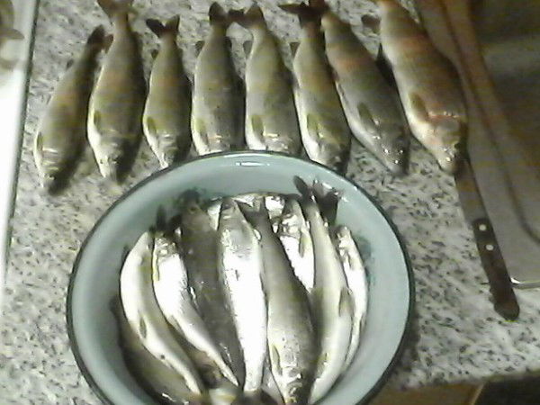 Сергей Толстов