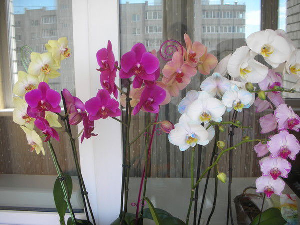 Ольга Гурова