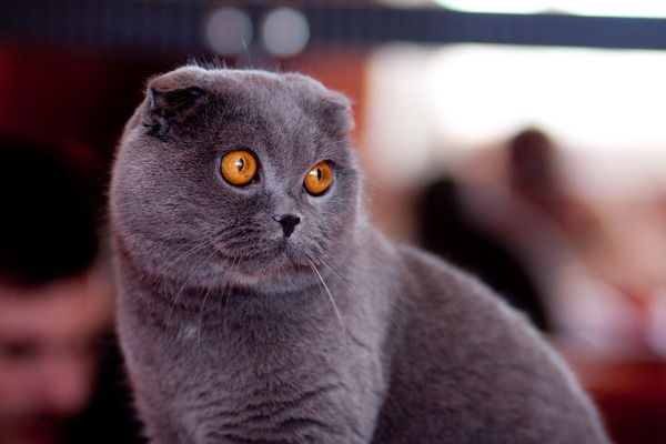 Татьяна Жарикова