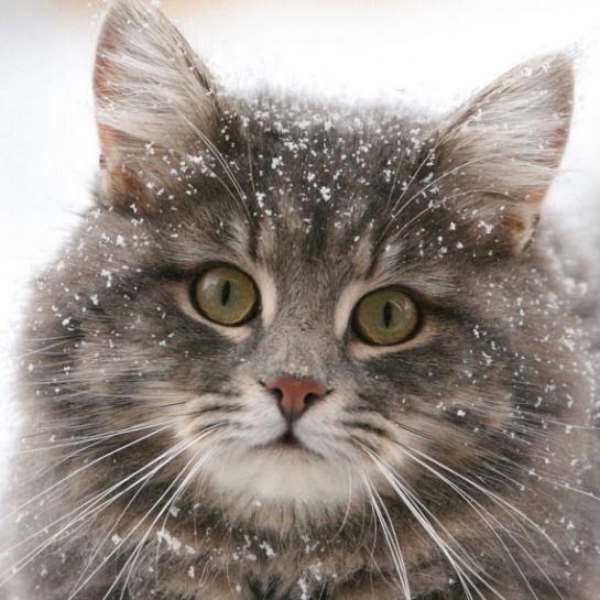 Ольга Коваленко