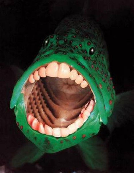 Коля Баглай