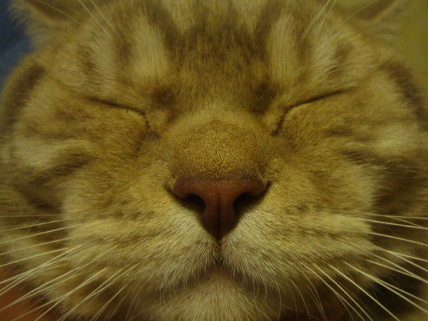 Николай Архипов