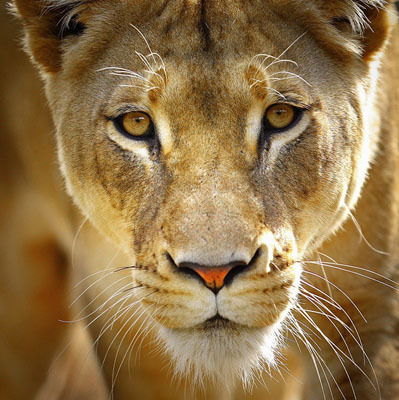 Анна Львовна