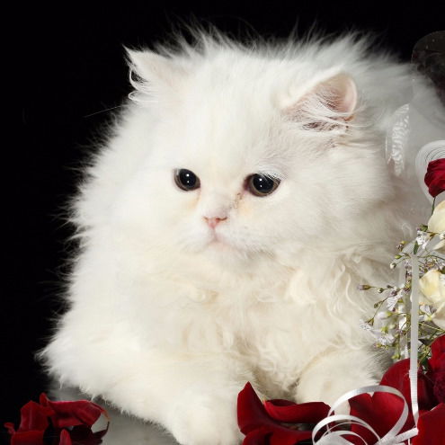 Оксана Саламуд