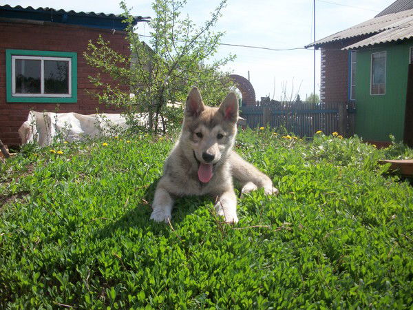 Владимир Шаманаев
