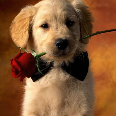 Екатерина Соколовская