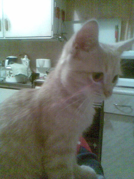 Людмила Колесова