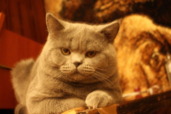 Алексей Завгороднев