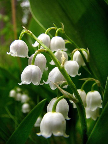 Ландыш Серебристый