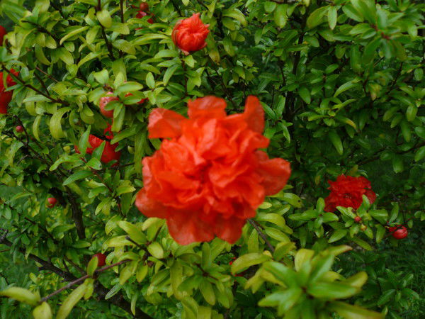 Ольга Бочарова