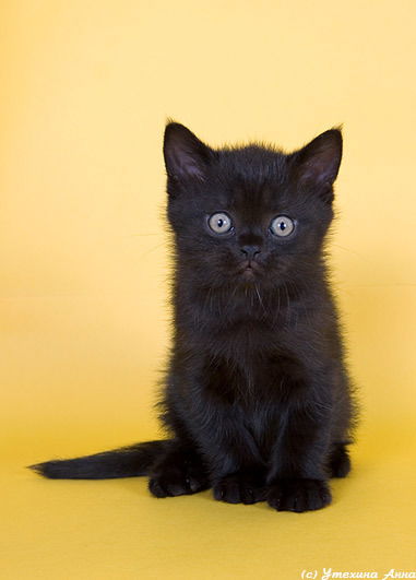 Олеся Медведкова