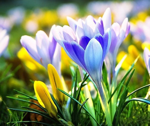 Елена Мельникович