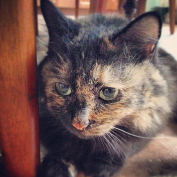 Ирина Безверхова