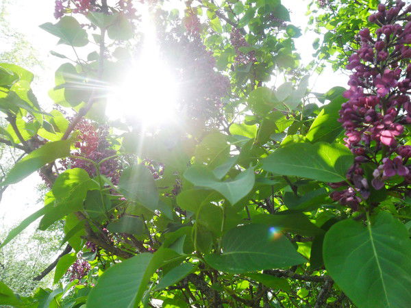 Елена Хмельницкая