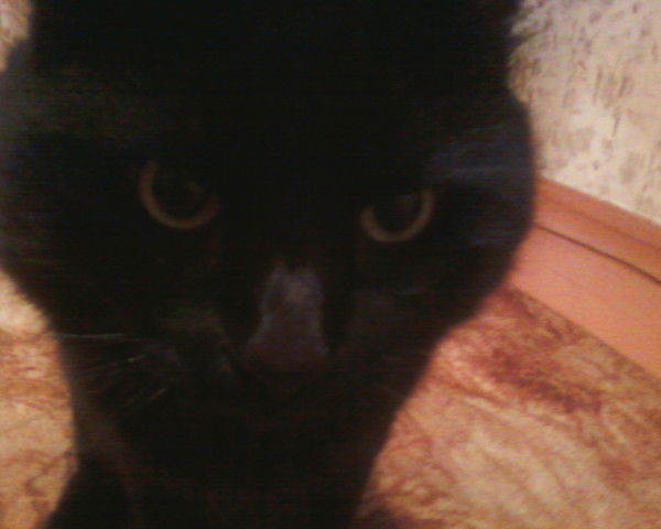 Николай Каравай