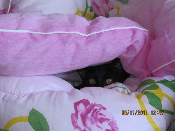 Николай Полянский