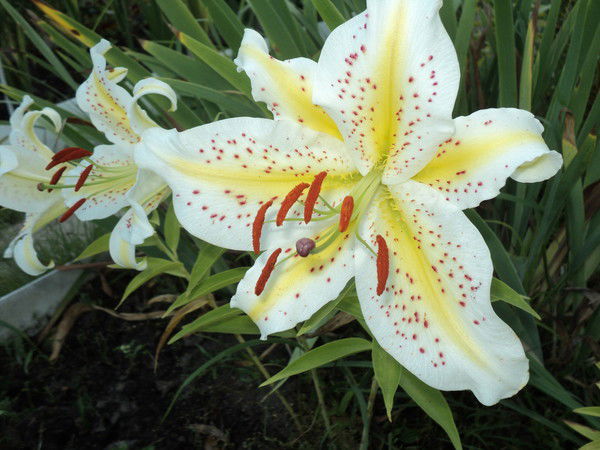 Вера Джафарова