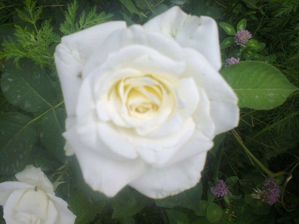 Айнагуль Кошекова