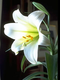 Светлана Ант