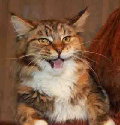 Владимир Фадеев