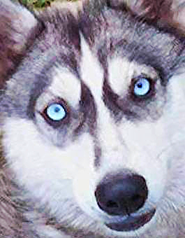 Я Похожа На Волка