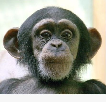 Дон Папуадзе