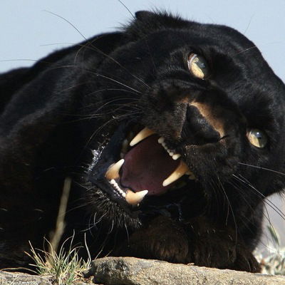 Левон Казарян