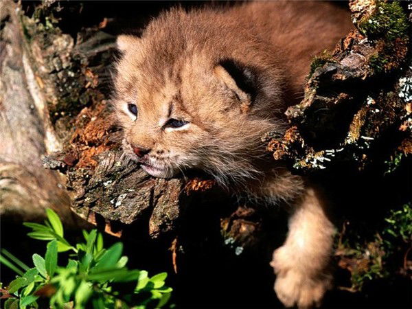 Илюха Маковский