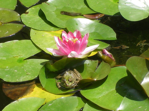 Ольга Романова