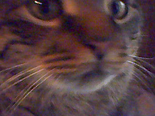 Камиль Даудов