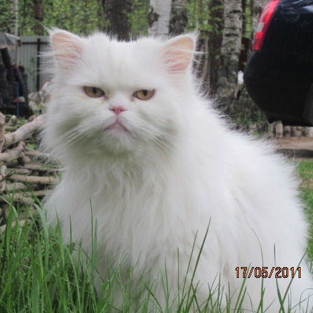 Николай Чумак