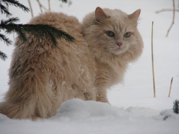 Ксения Белоусова