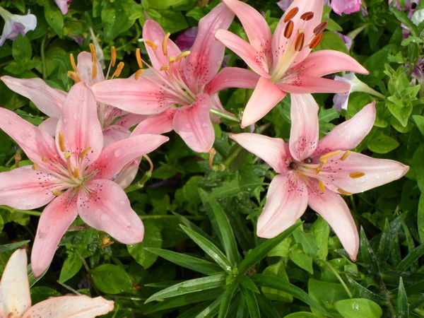 Наталья Сарана