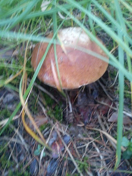 Ирина Акимова