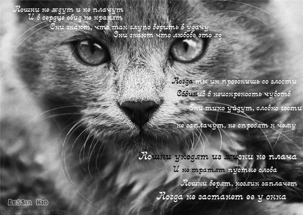 Алексей Дашевский