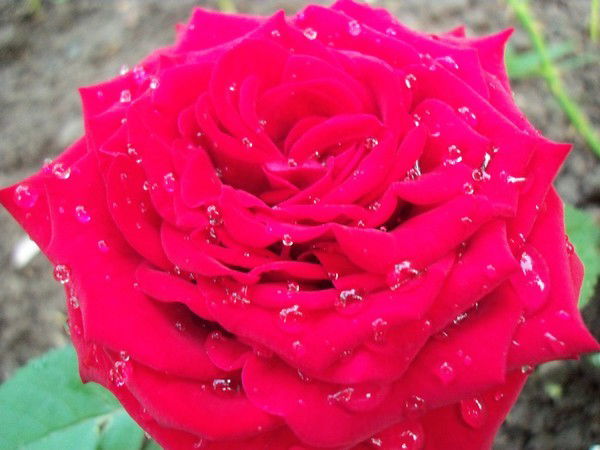 Анна Сысоева