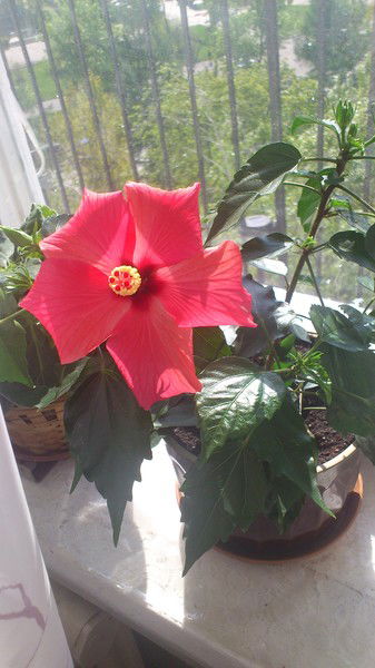 Гусеница Гусеница