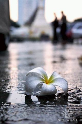 Лилия Янишевская