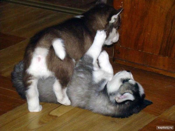 Владимир Мик