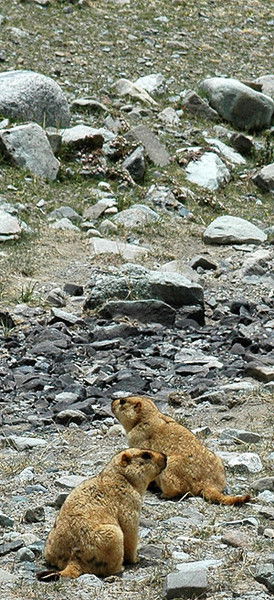 Айман Удербаева