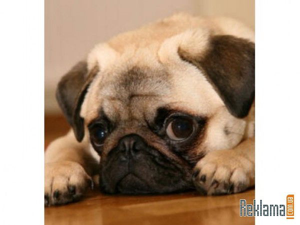 Володя Февраль