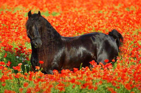 Кочконбай Жолдошов