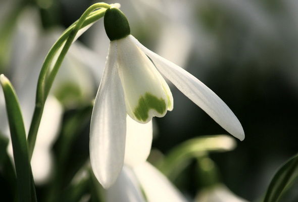 Екатерина Свидер