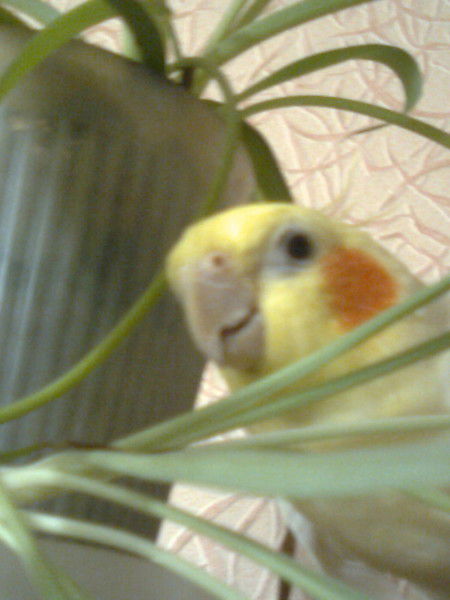 Дмитрий Гилёв