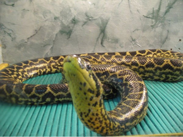 Виталий Иванов