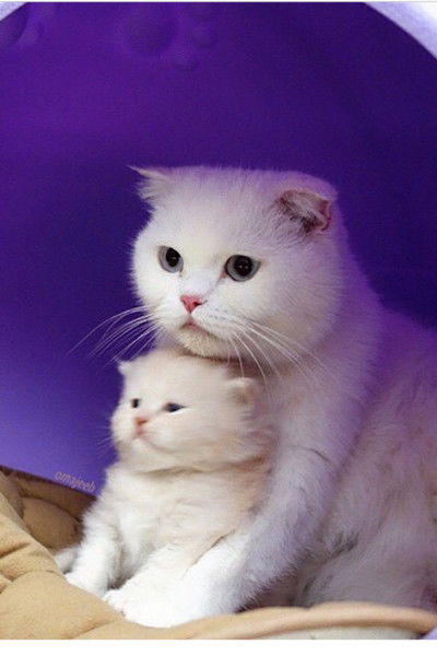 Фарида Торгаутова