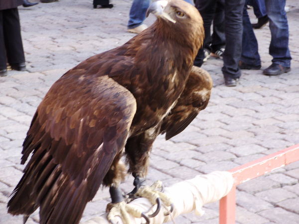 Александр Семенов