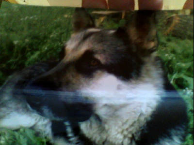 Марина Стародубцева